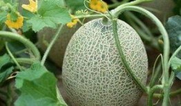 网红吃瓜视频的特点是什么,趣味与争议并存的现象解析